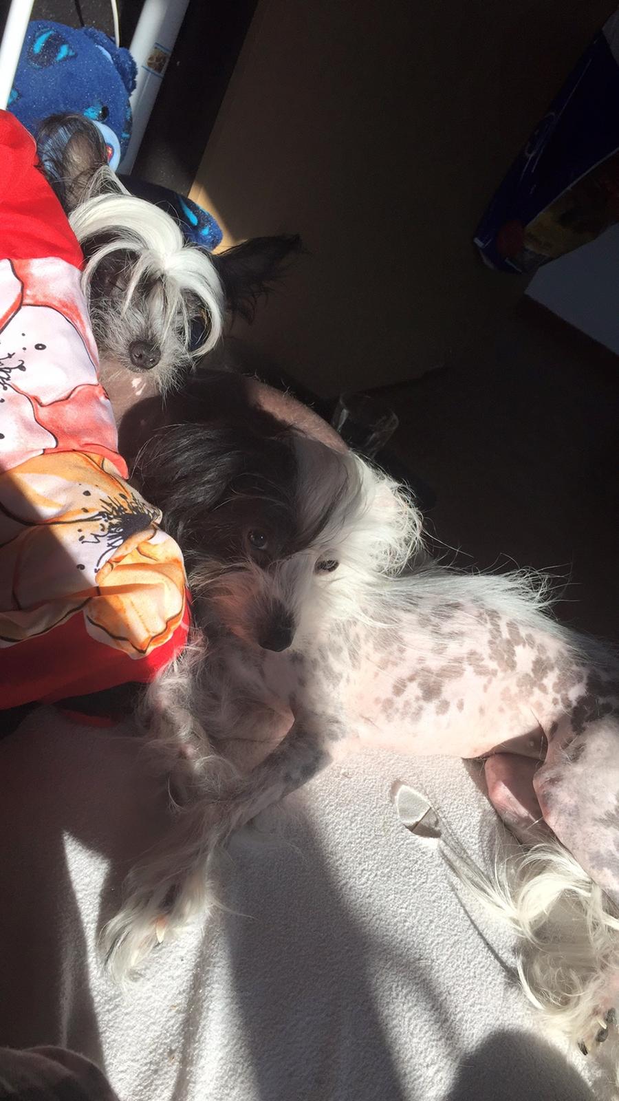 Chinese crested hårløs Daisy billede 7