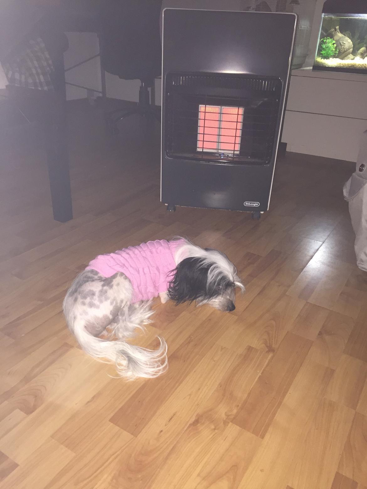 Chinese crested hårløs Daisy billede 8