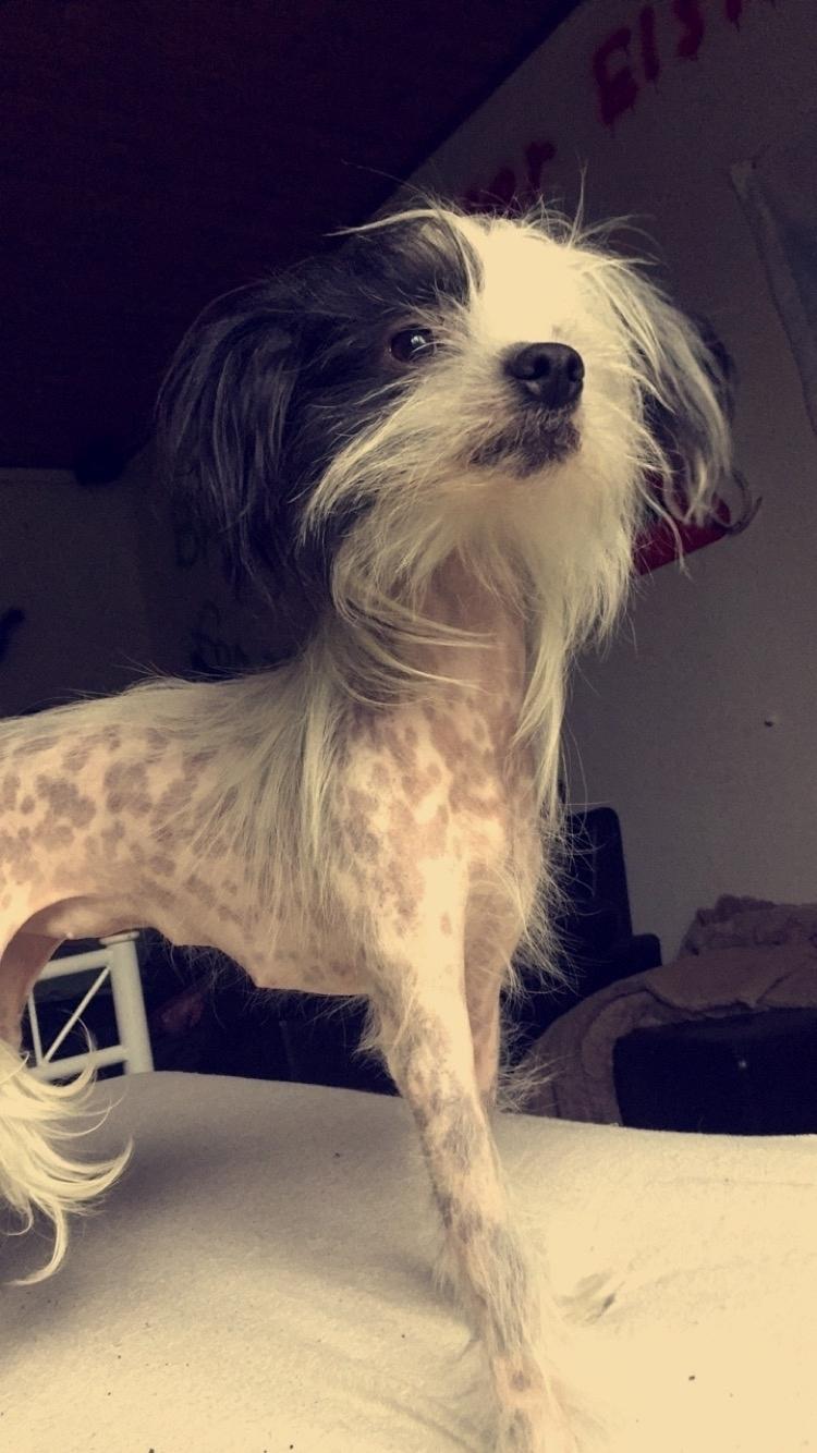 Chinese crested hårløs Daisy billede 9