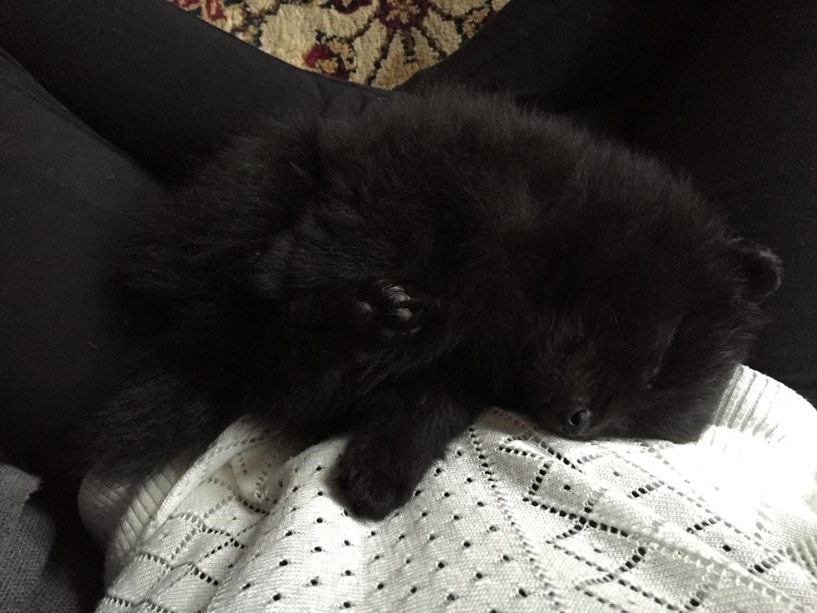 Kleinspitz Von-Spitzie's Gizmo billede 1