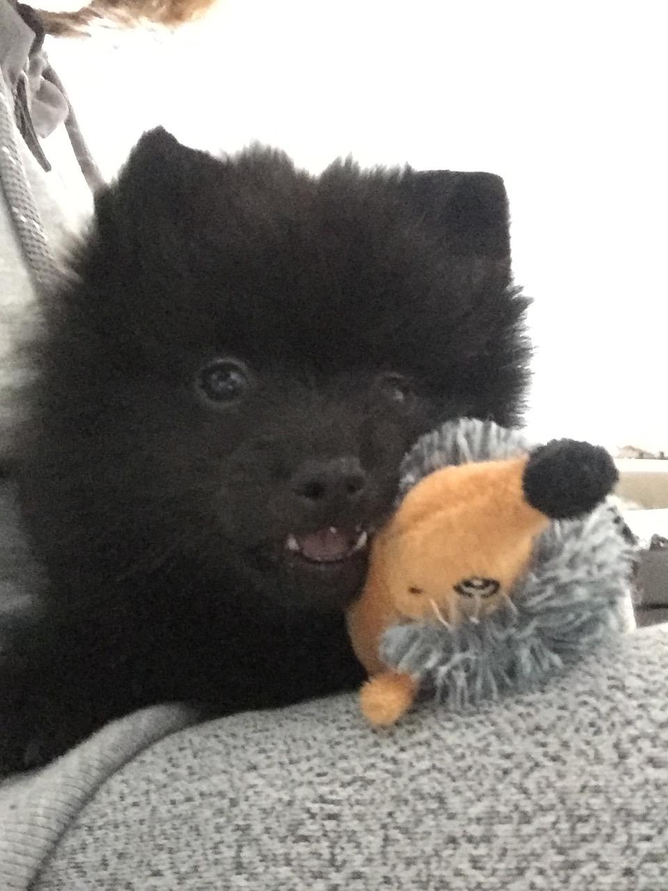 Kleinspitz Von-Spitzie's Gizmo billede 3