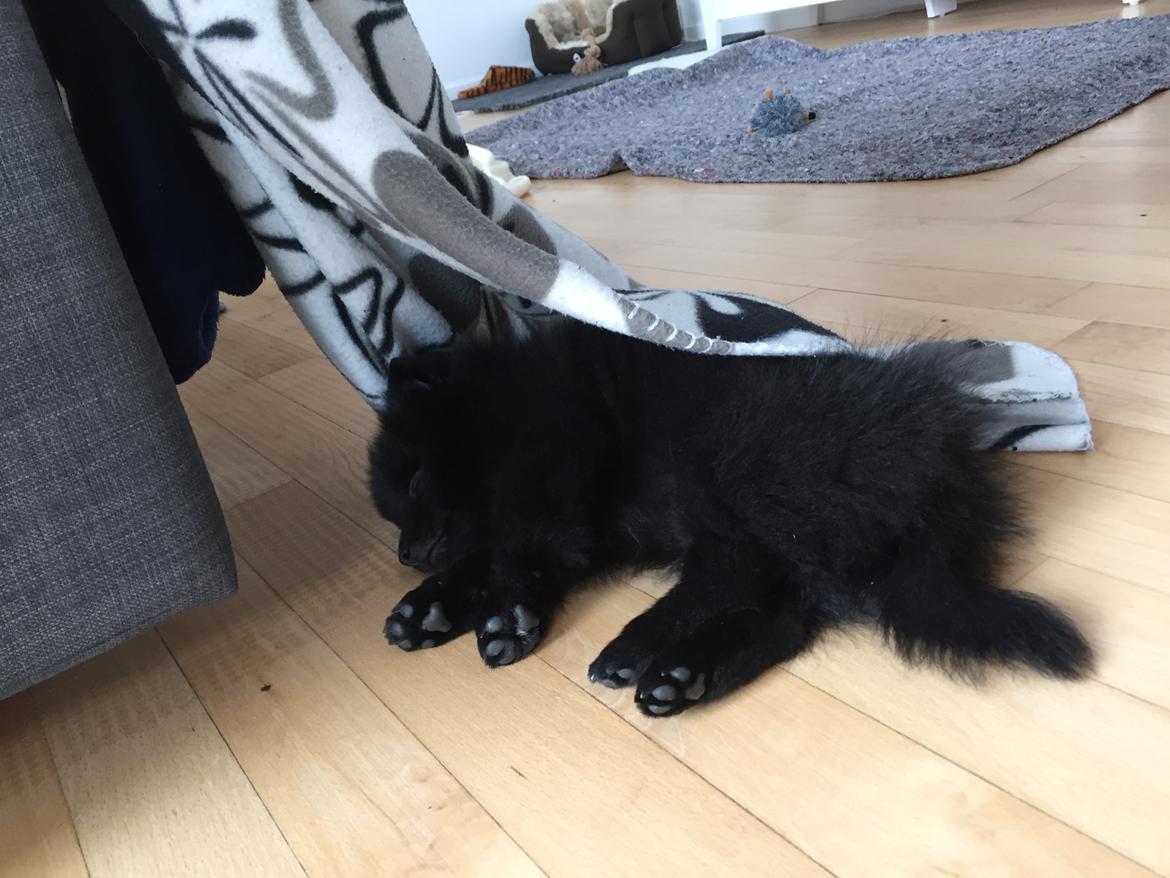 Kleinspitz Von-Spitzie's Gizmo billede 4