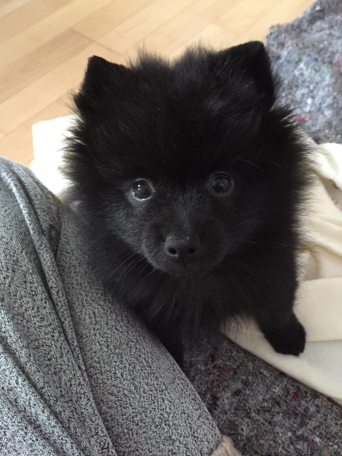 Kleinspitz Von-Spitzie's Gizmo billede 5