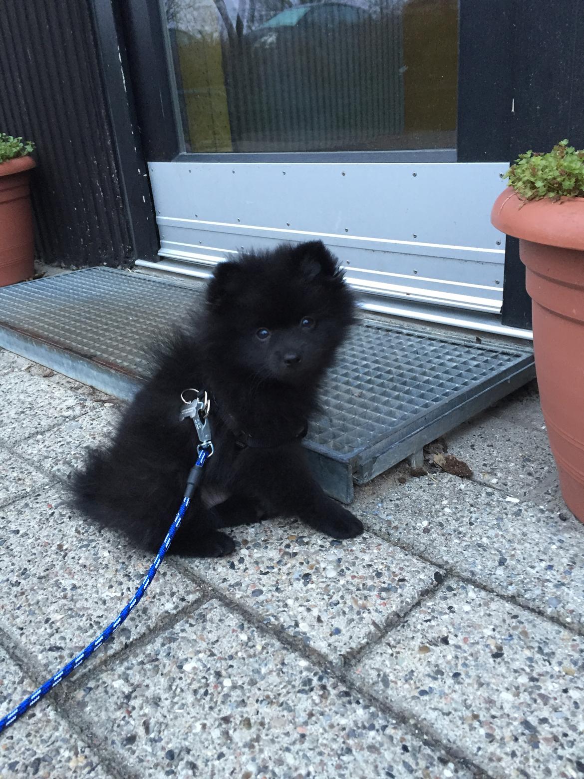 Kleinspitz Von-Spitzie's Gizmo billede 6