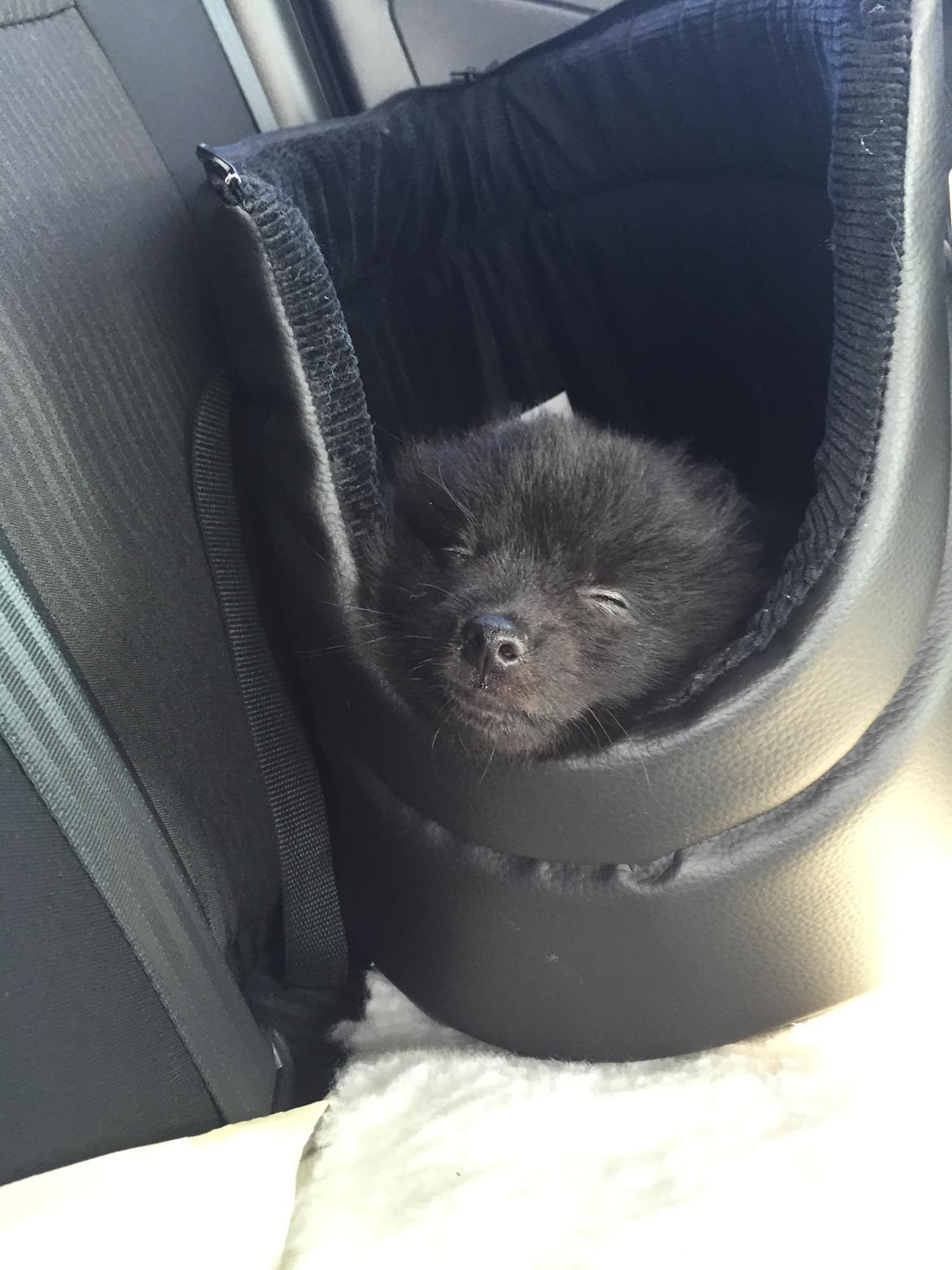 Kleinspitz Von-Spitzie's Gizmo billede 2