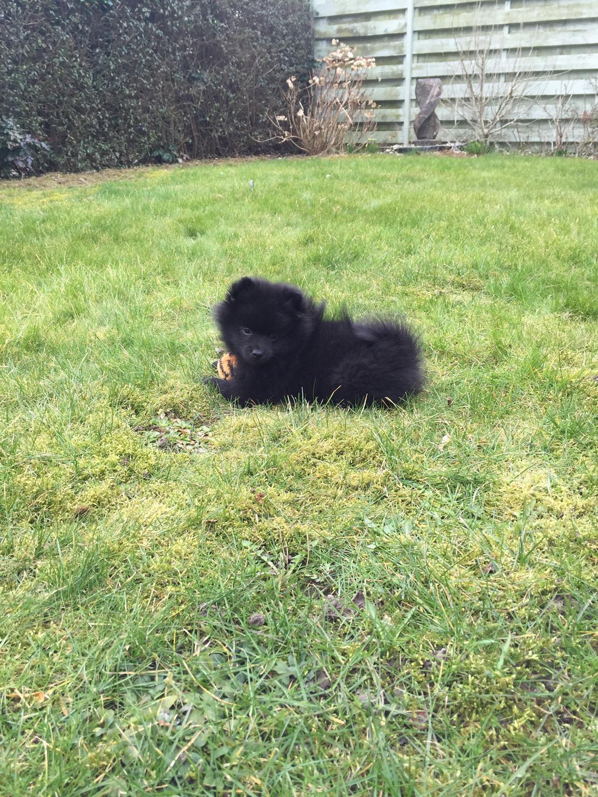 Kleinspitz Von-Spitzie's Gizmo billede 7