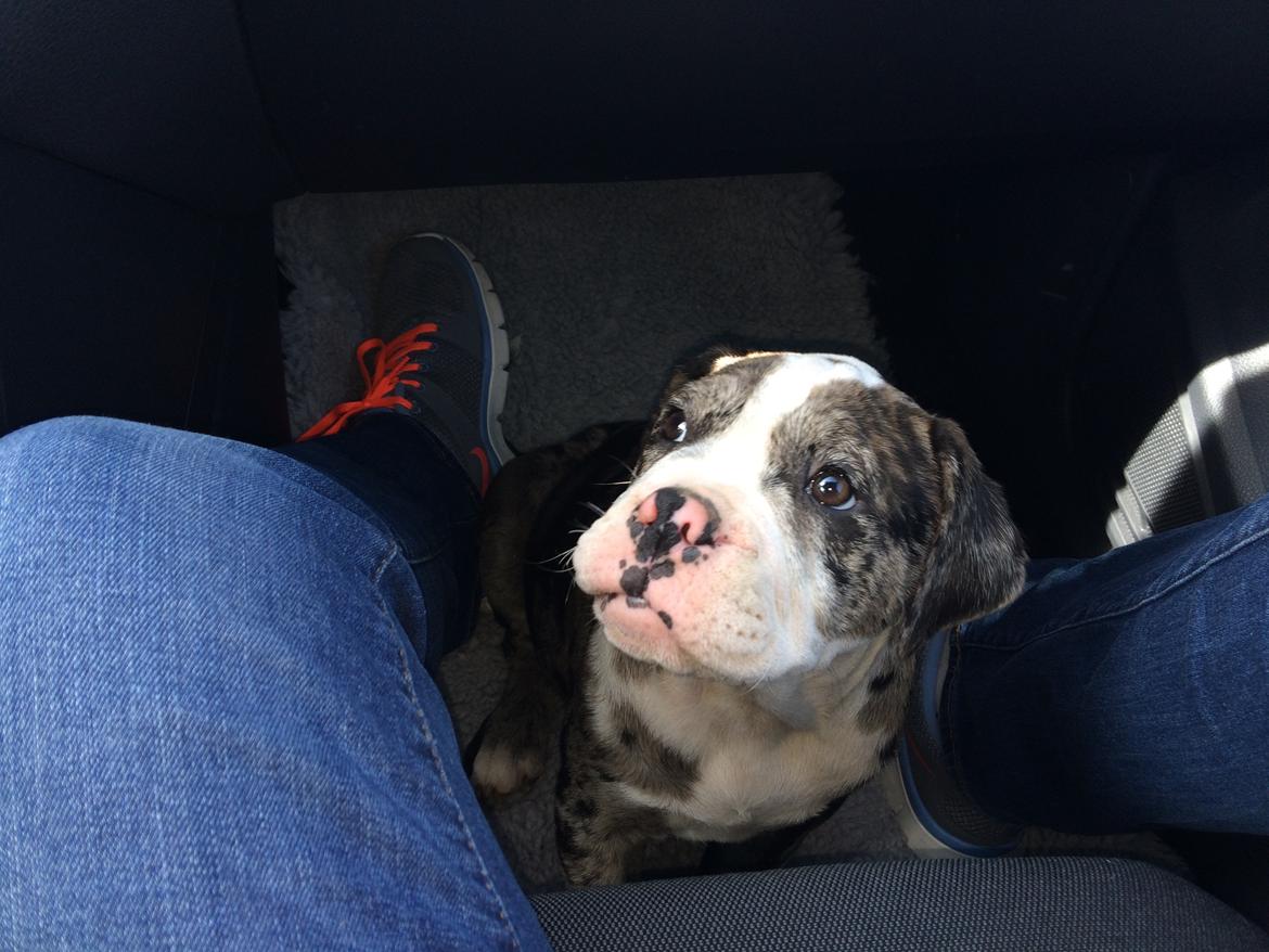 Olde english bulldogge Jeff billede 1