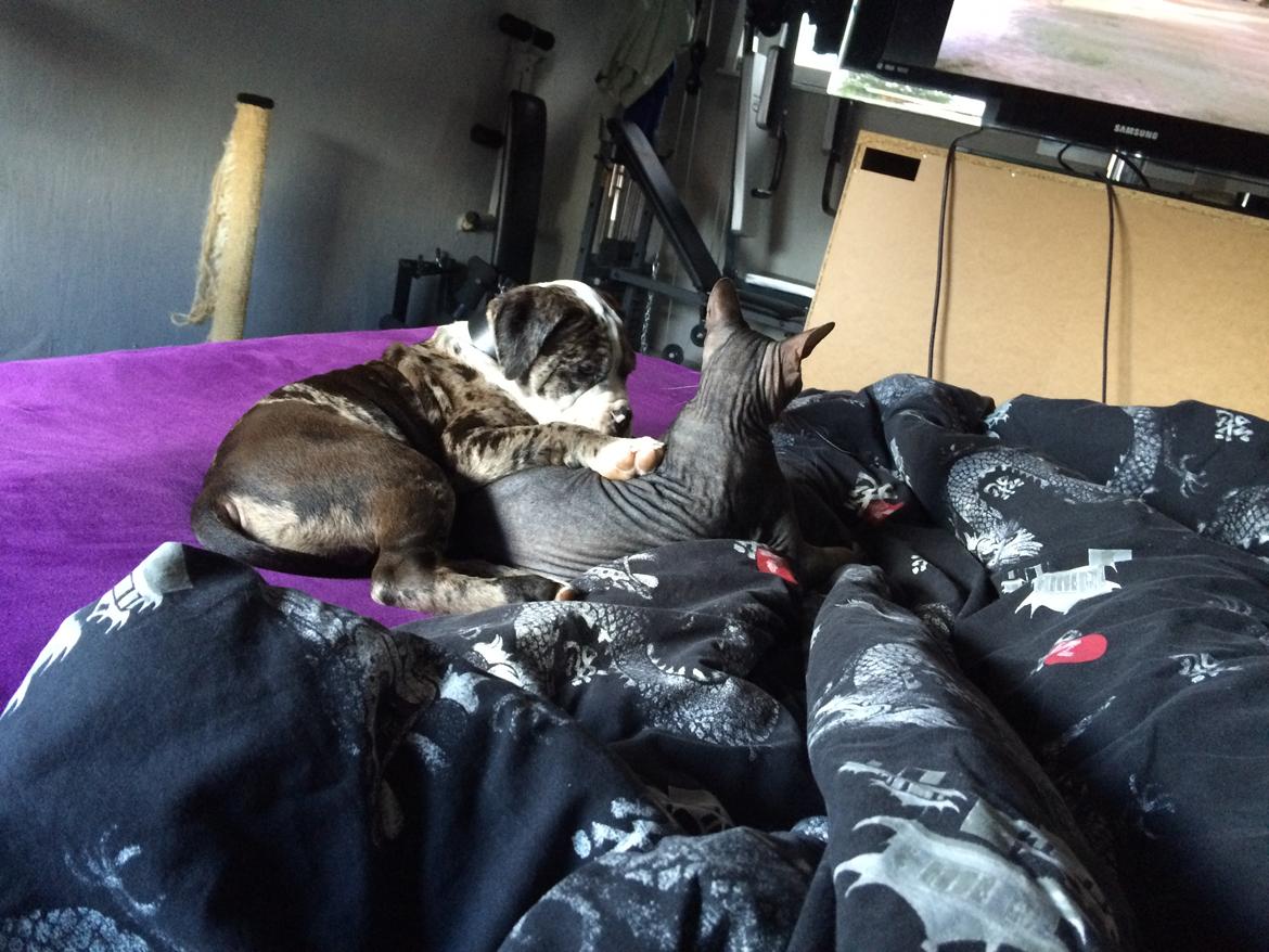 Olde english bulldogge Jeff billede 2