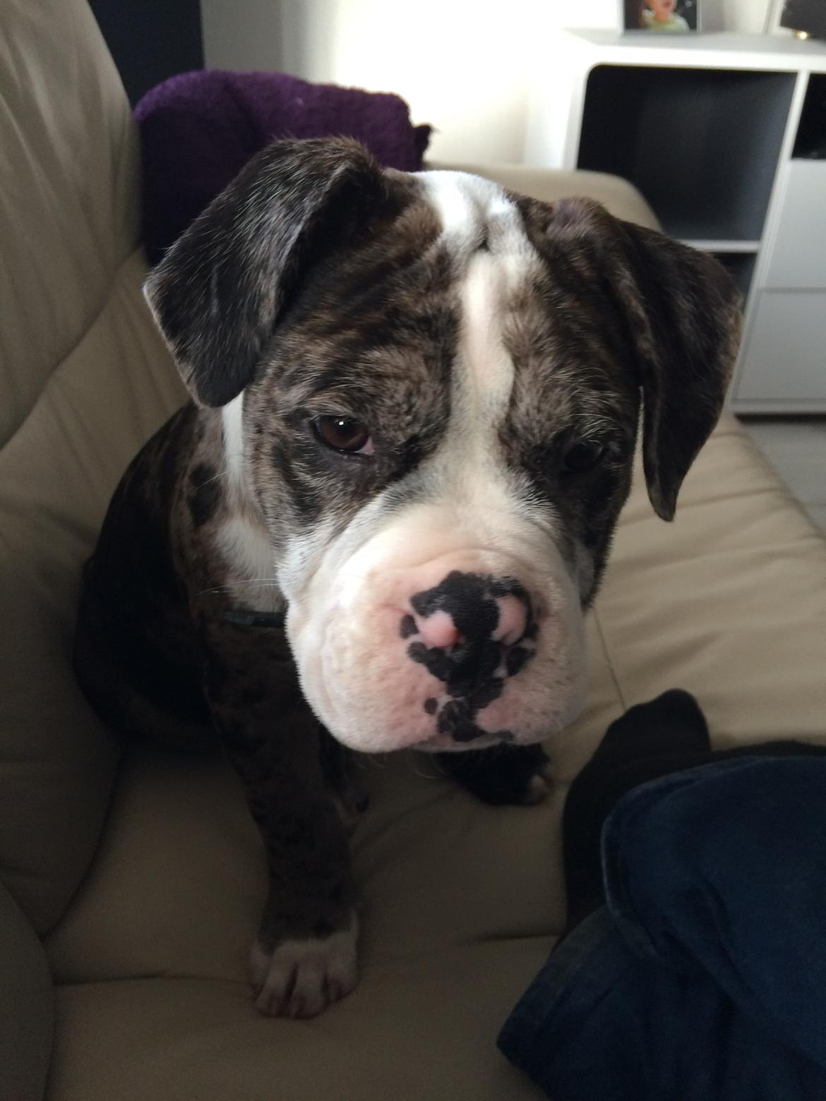 Olde english bulldogge Jeff billede 3