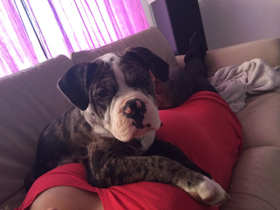 Olde english bulldogge Jeff billede 5