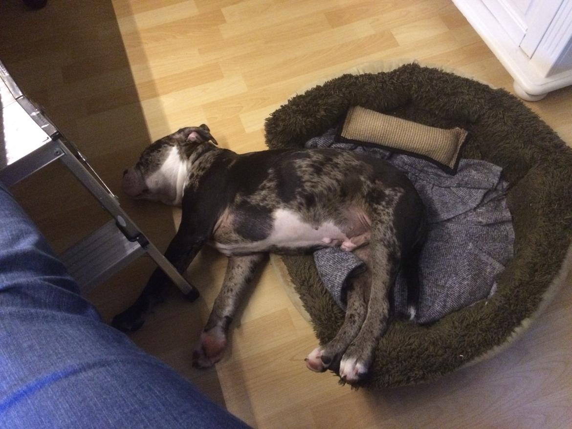 Olde english bulldogge Jeff billede 6