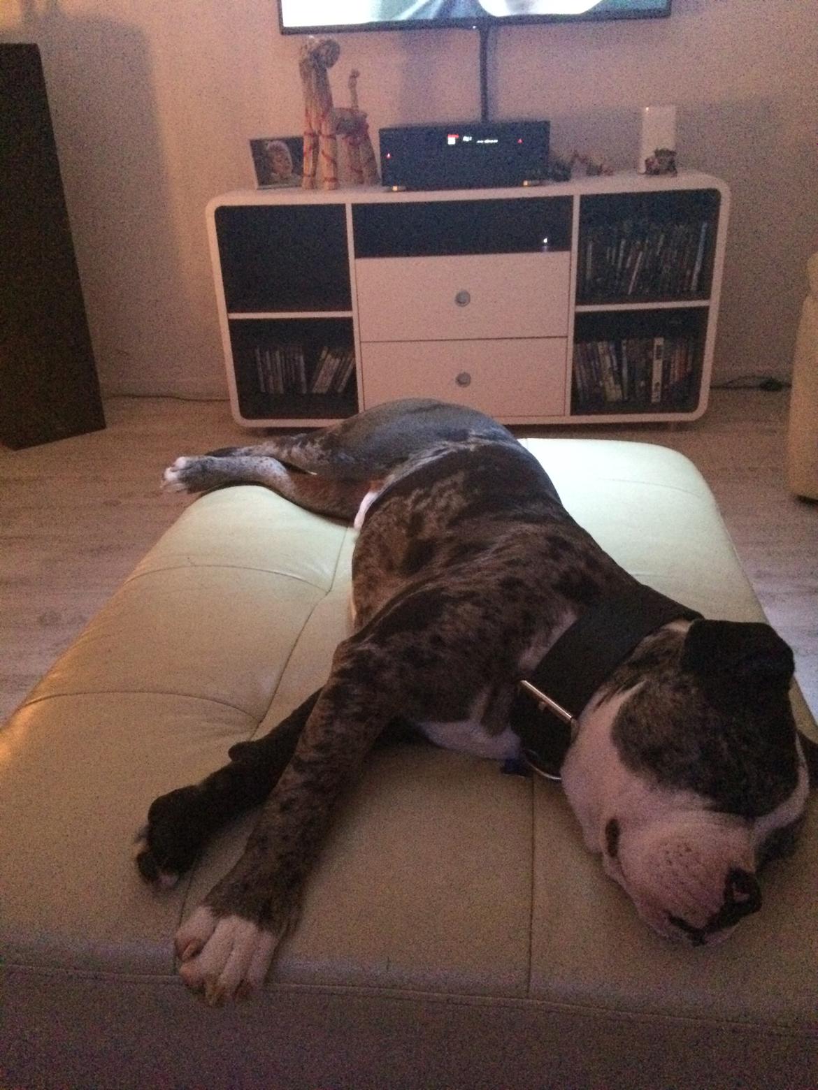 Olde english bulldogge Jeff billede 7