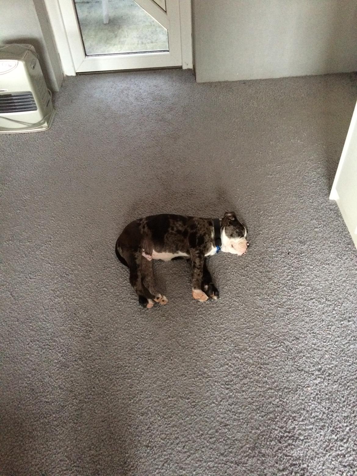 Olde english bulldogge Jeff billede 4