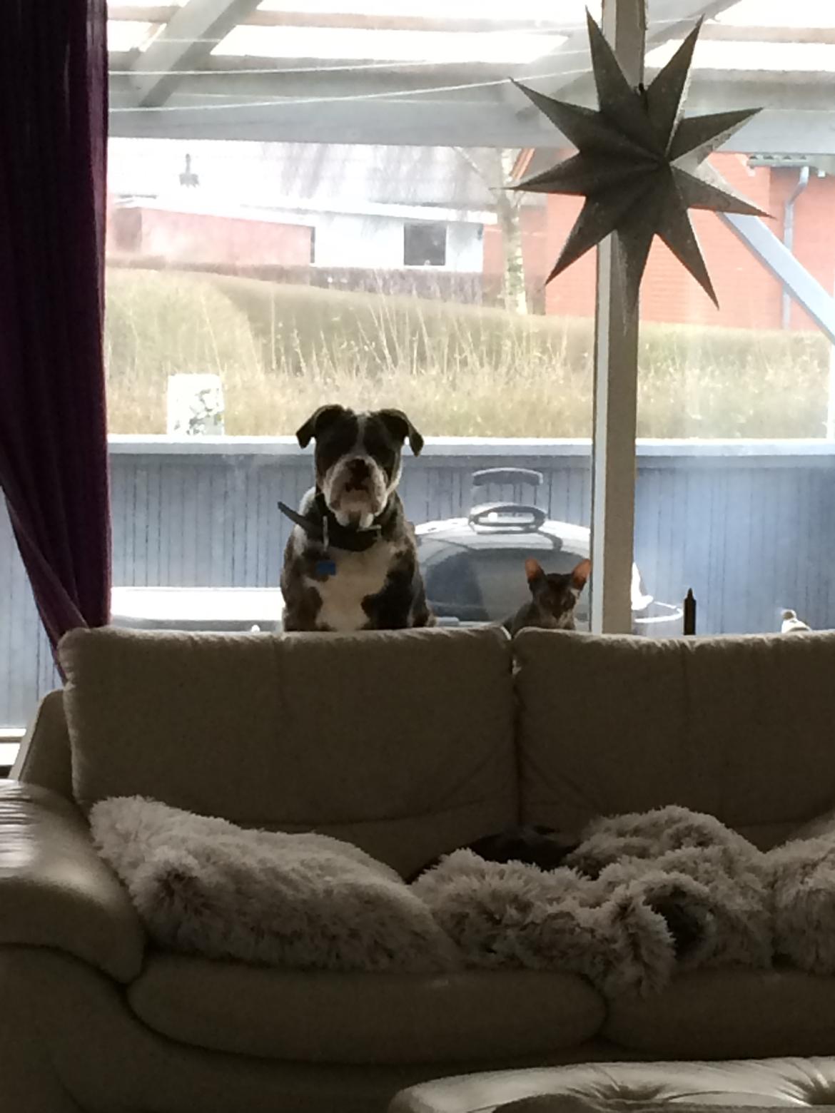 Olde english bulldogge Jeff billede 9