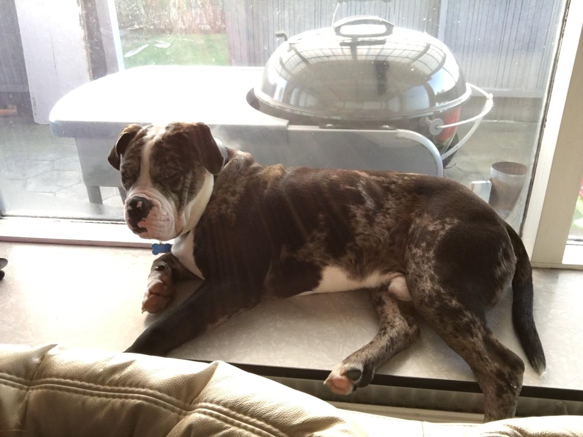 Olde english bulldogge Jeff billede 10