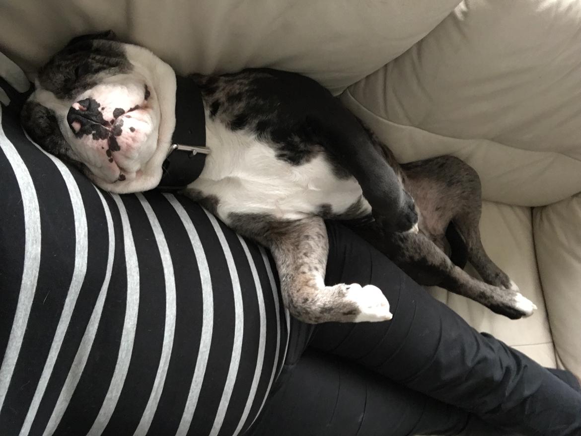 Olde english bulldogge Jeff billede 11