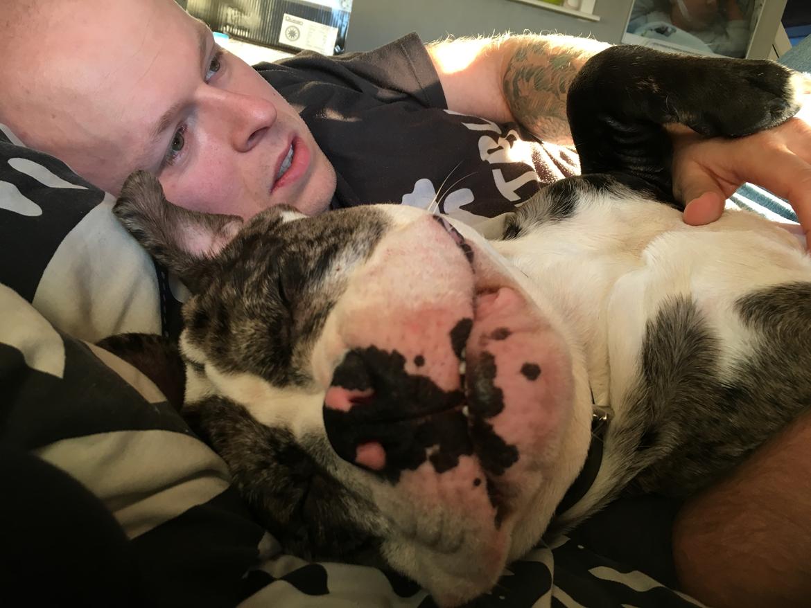 Olde english bulldogge Jeff billede 12