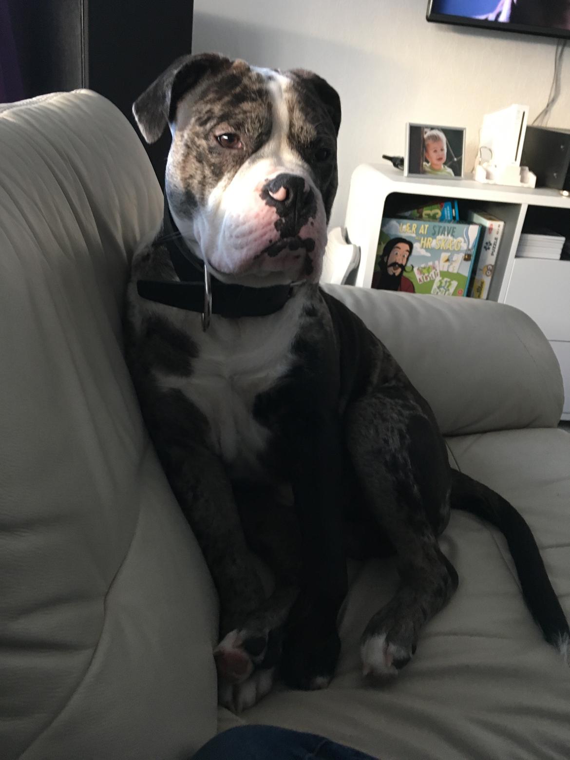 Olde english bulldogge Jeff billede 13