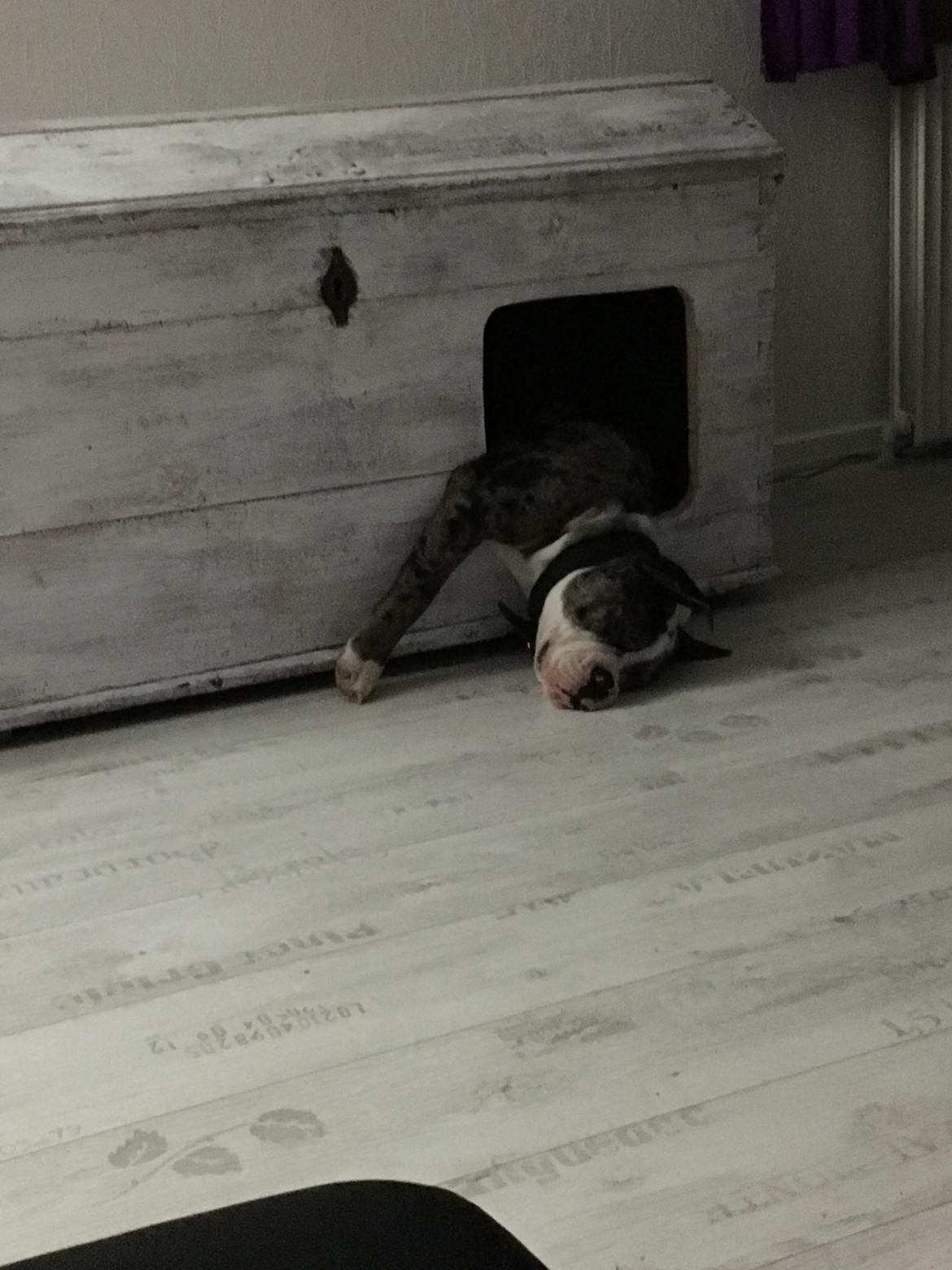 Olde english bulldogge Jeff billede 14