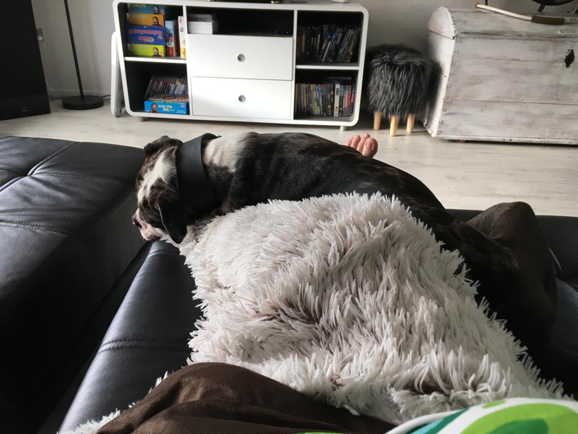 Olde english bulldogge Jeff billede 15