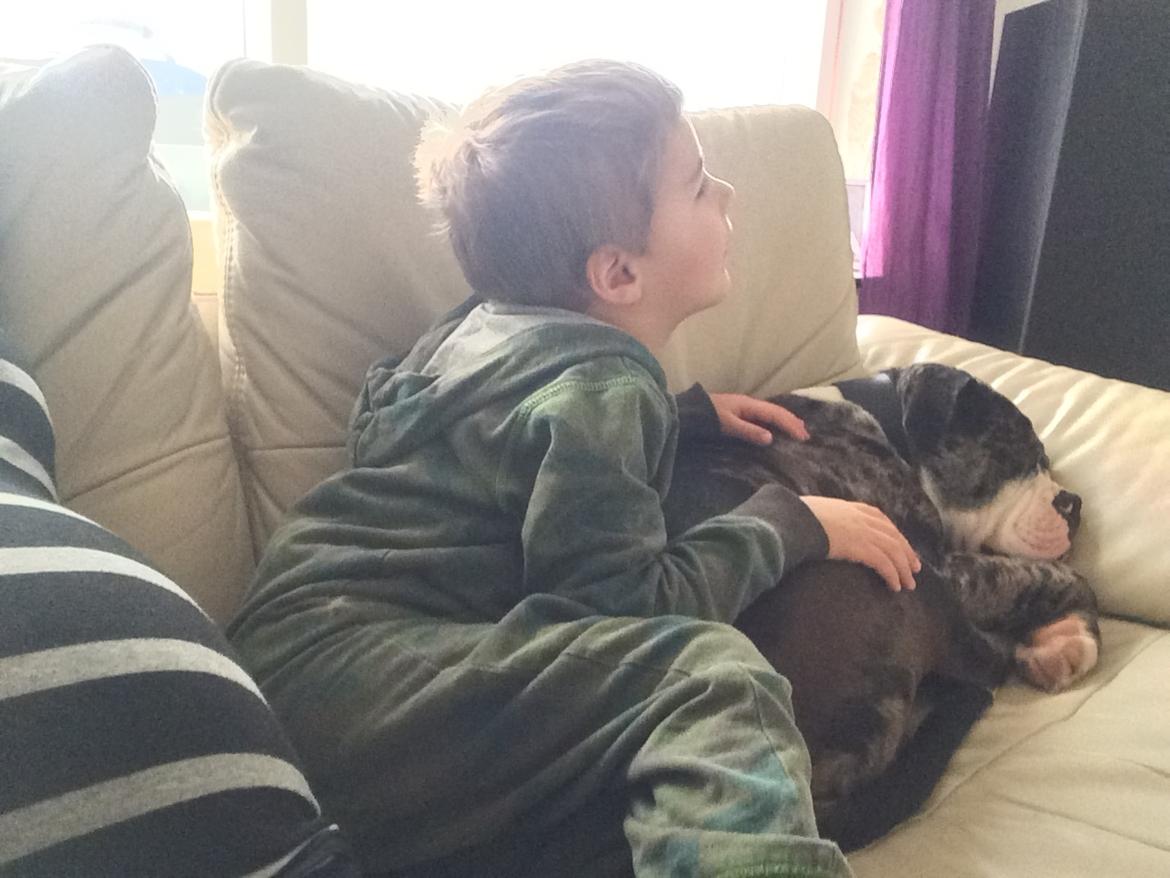 Olde english bulldogge Jeff billede 8