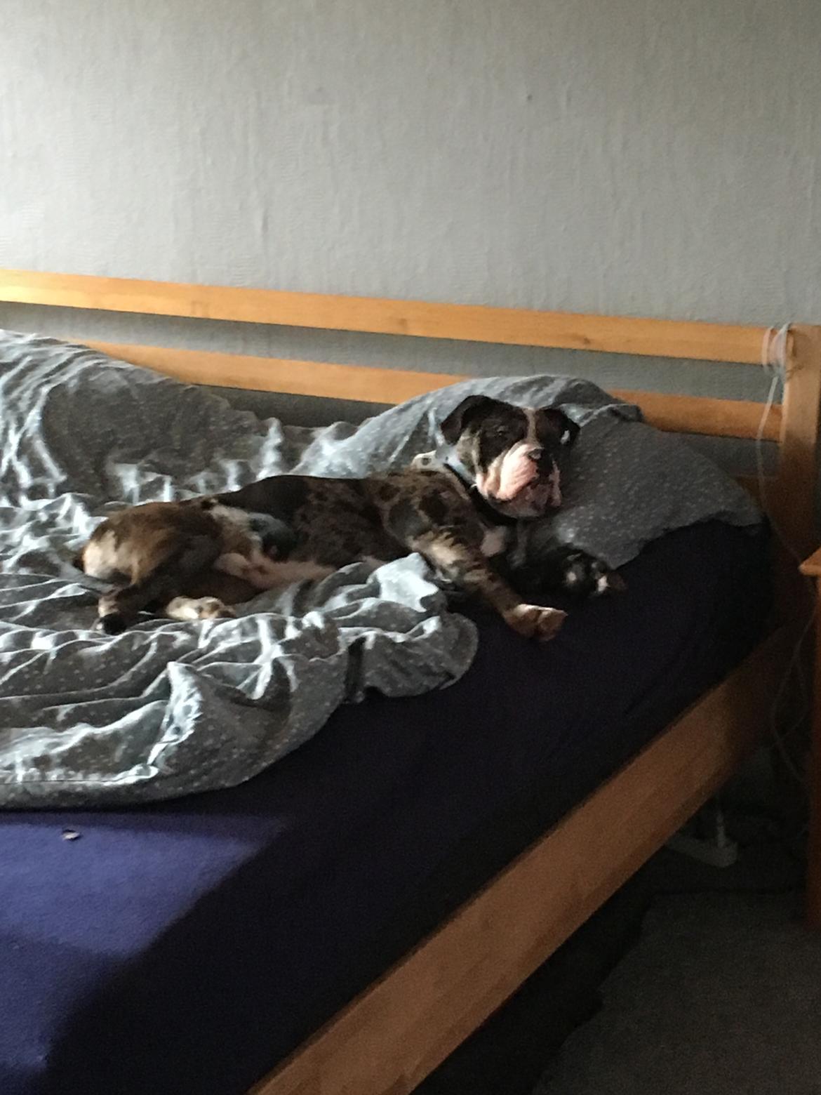 Olde english bulldogge Jeff billede 17