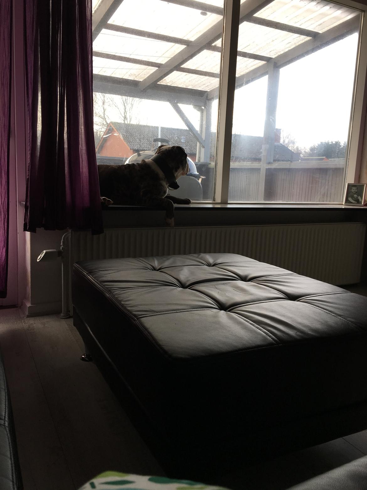 Olde english bulldogge Jeff billede 16