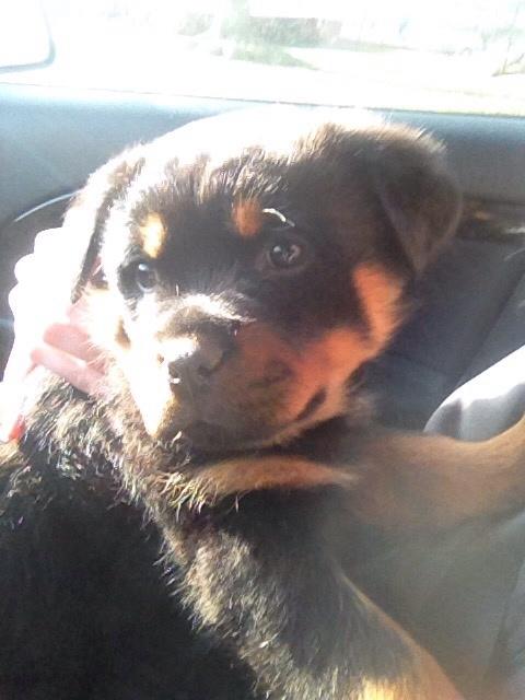 Rottweiler Beet billede 2