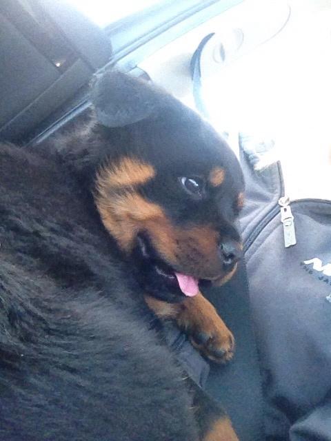 Rottweiler Beet billede 3