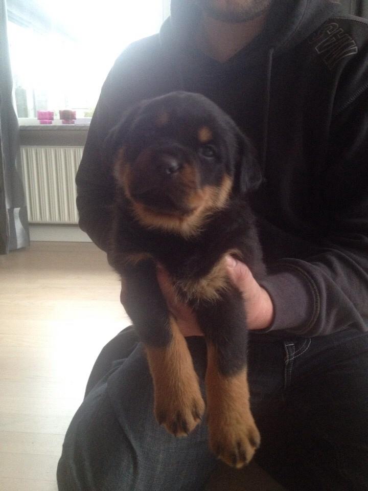 Rottweiler Beet billede 1