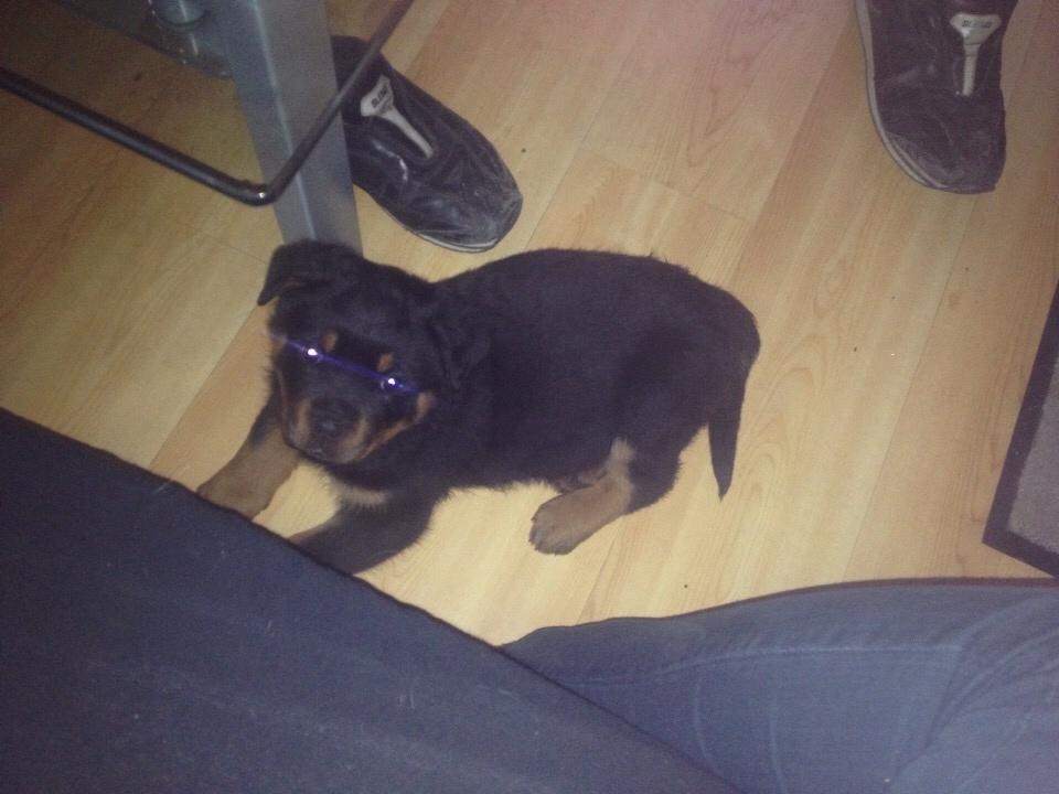 Rottweiler Beet billede 4