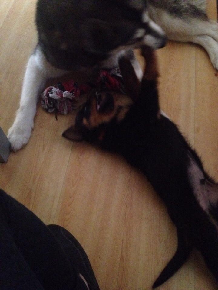 Rottweiler Beet billede 5