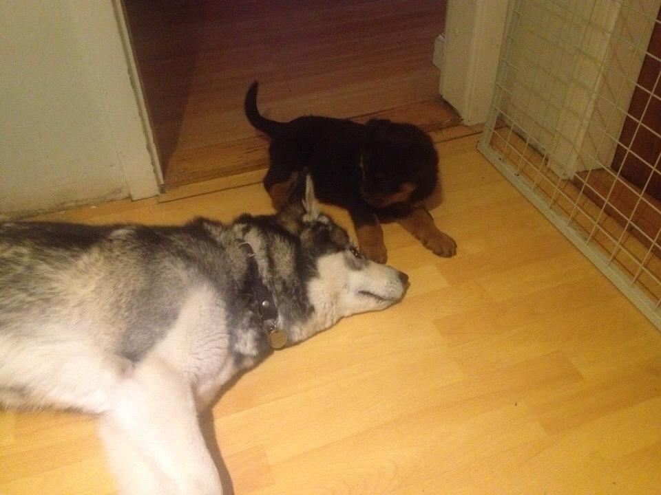 Rottweiler Beet billede 6