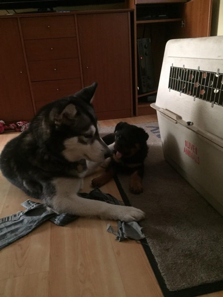 Rottweiler Beet billede 7