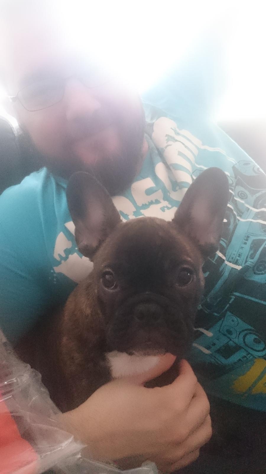 Fransk bulldog Chloé  billede 2