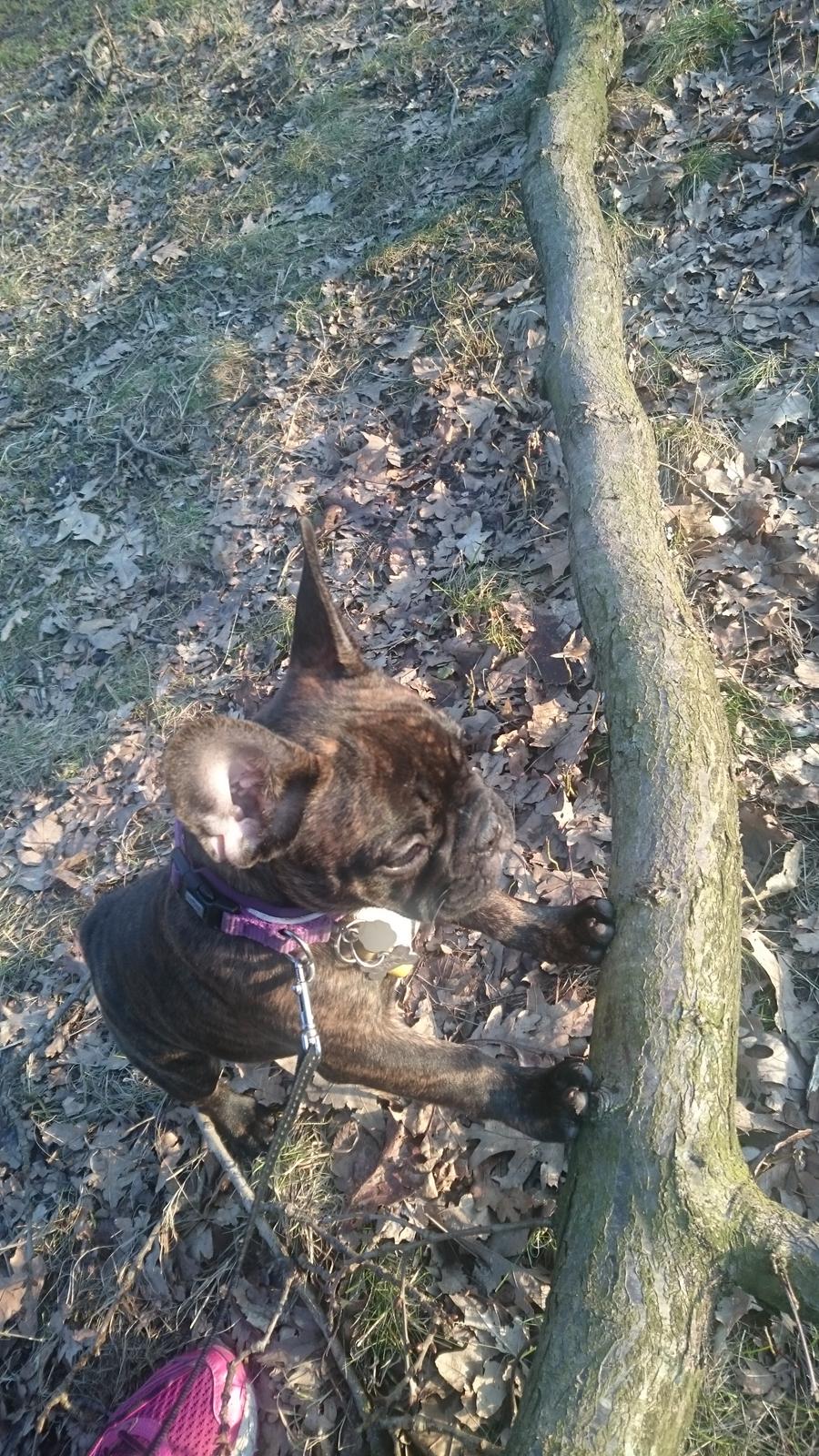 Fransk bulldog Chloé  billede 3