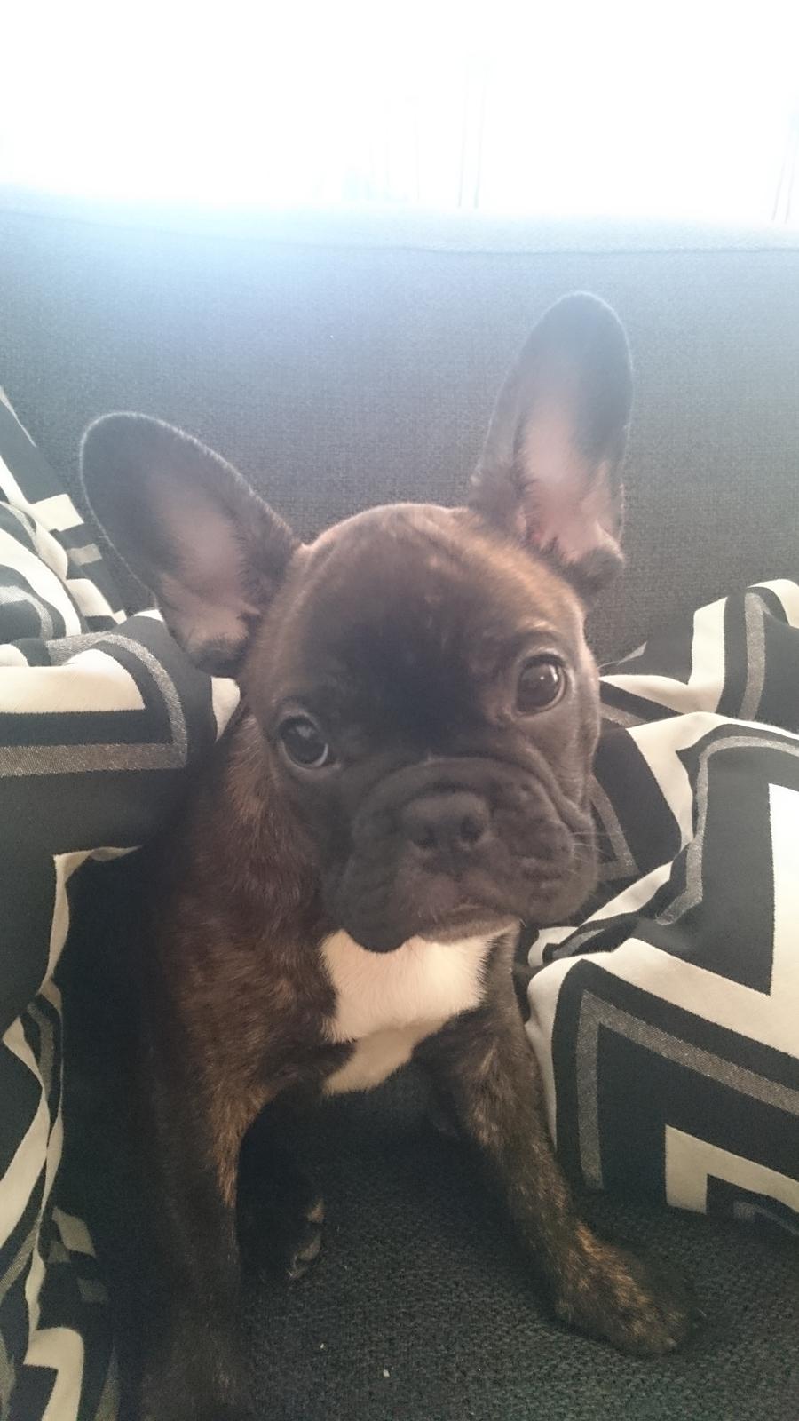 Fransk bulldog Chloé  billede 1