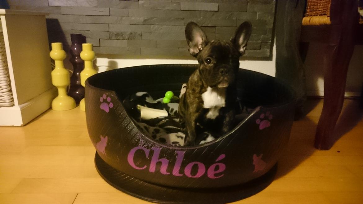 Fransk bulldog Chloé  billede 4