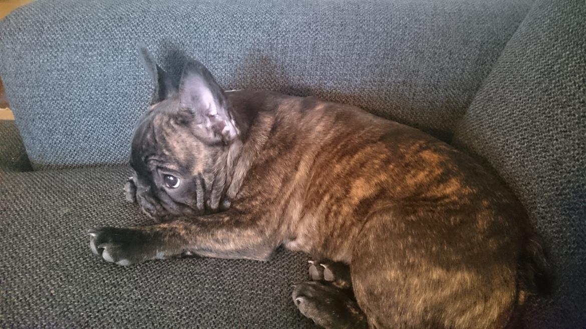 Fransk bulldog Chloé  billede 6