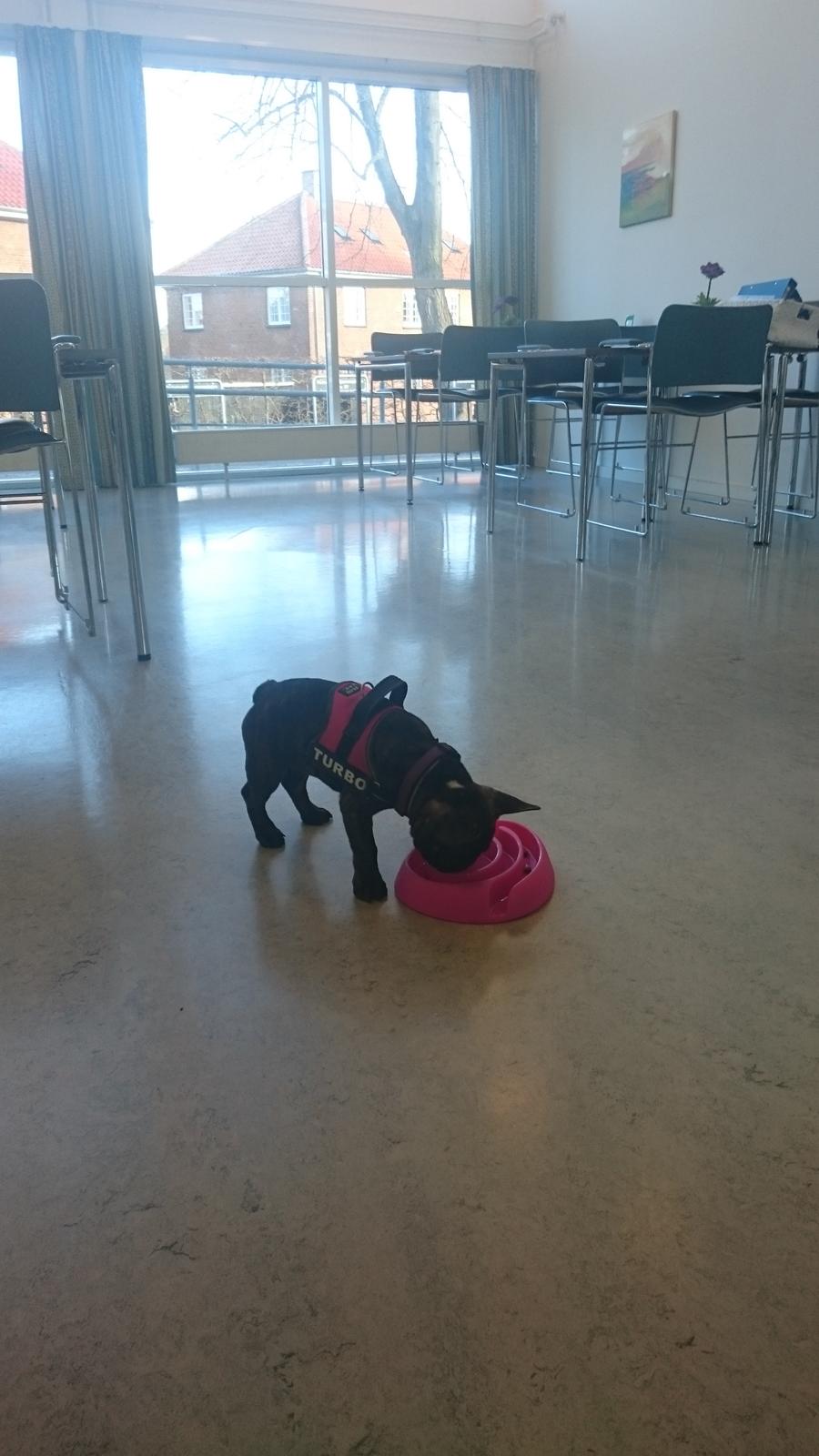 Fransk bulldog Chloé  billede 7