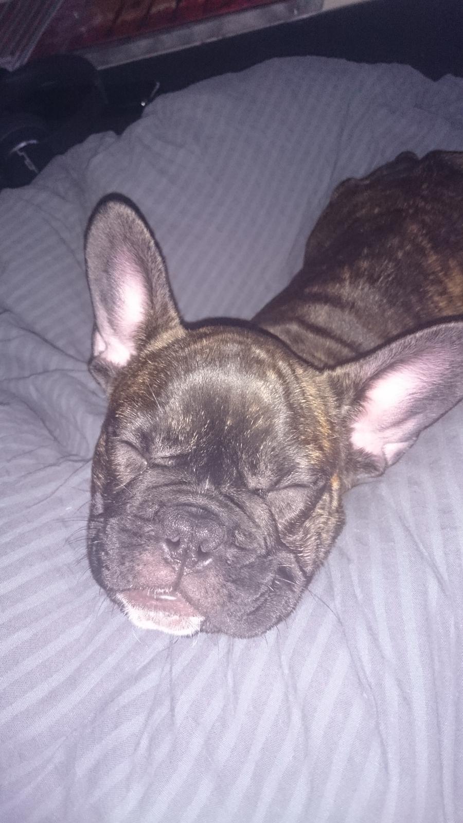 Fransk bulldog Chloé  billede 8