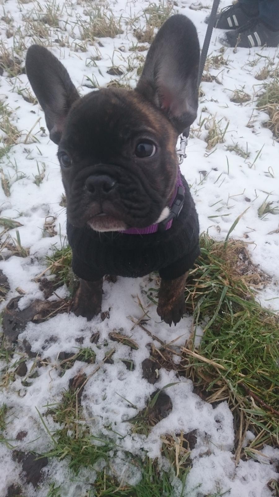 Fransk bulldog Chloé  billede 9