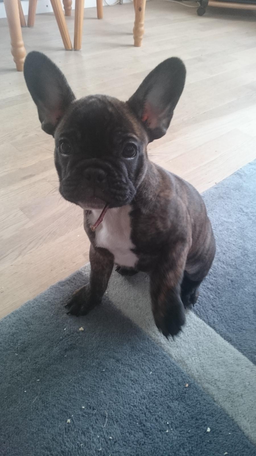 Fransk bulldog Chloé  billede 10