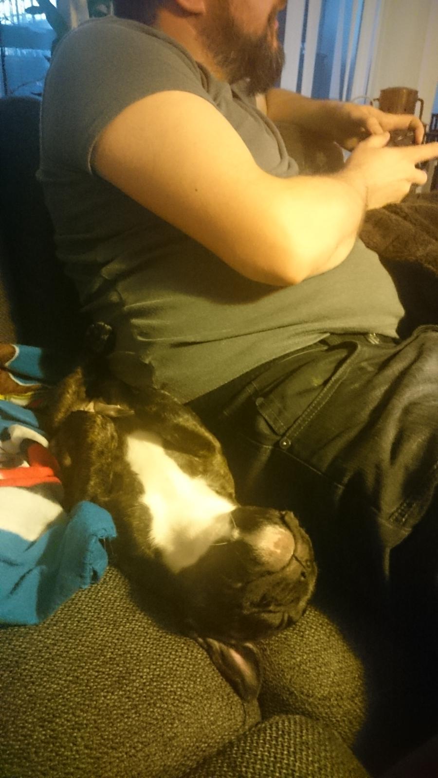 Fransk bulldog Chloé  billede 11