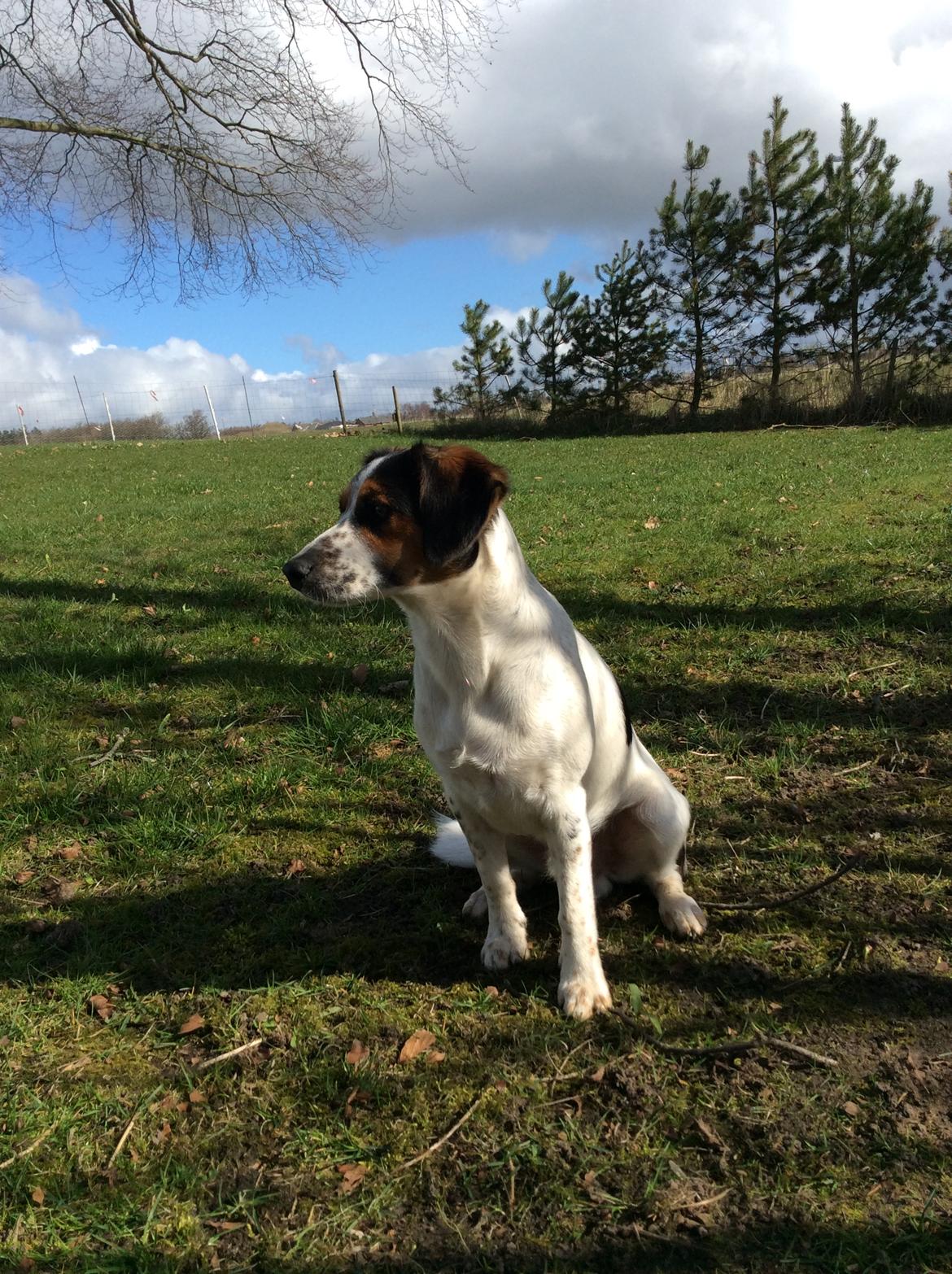 Blanding af racer Bernhart billede 8