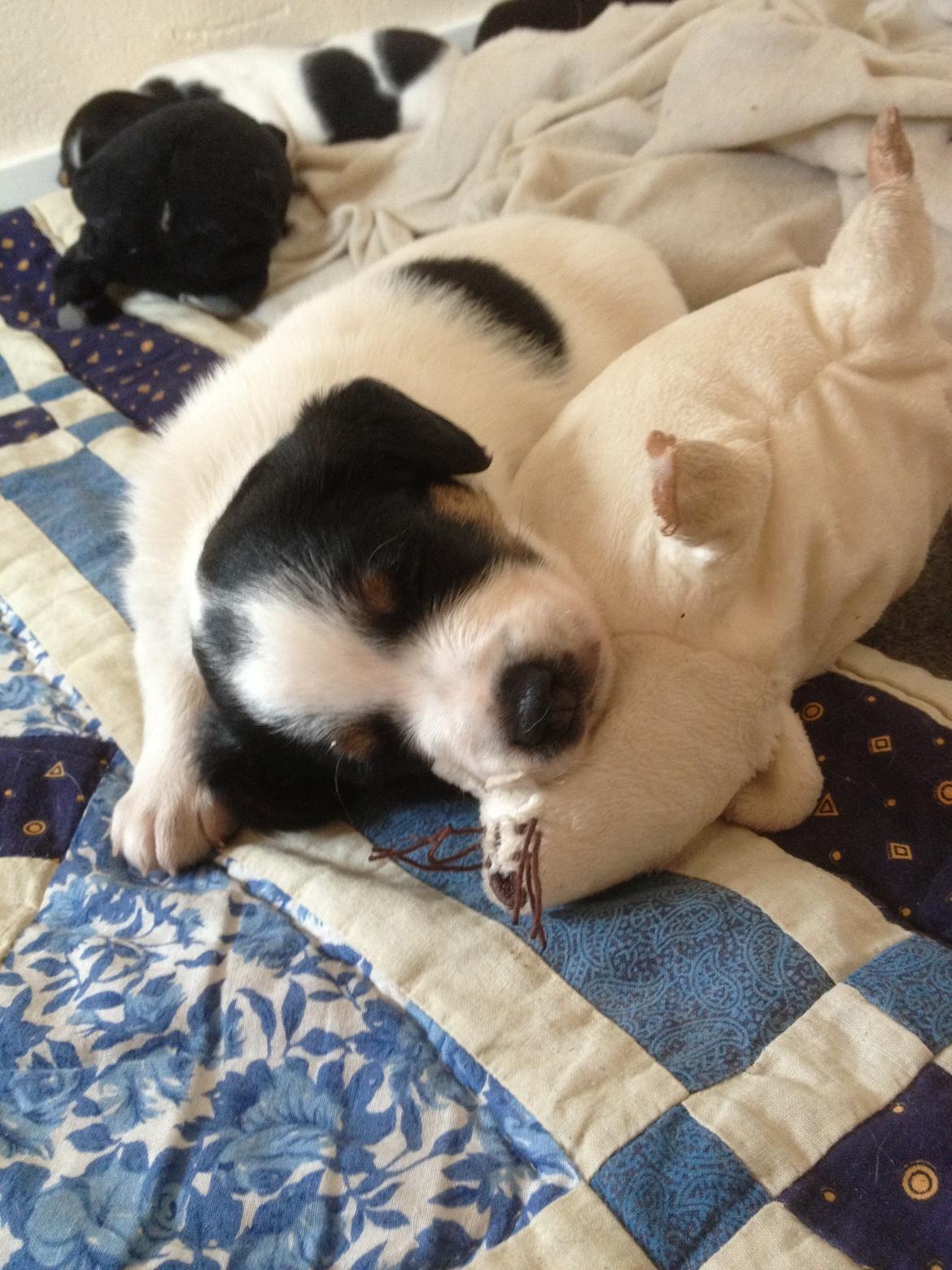 Blanding af racer Bernhart billede 9