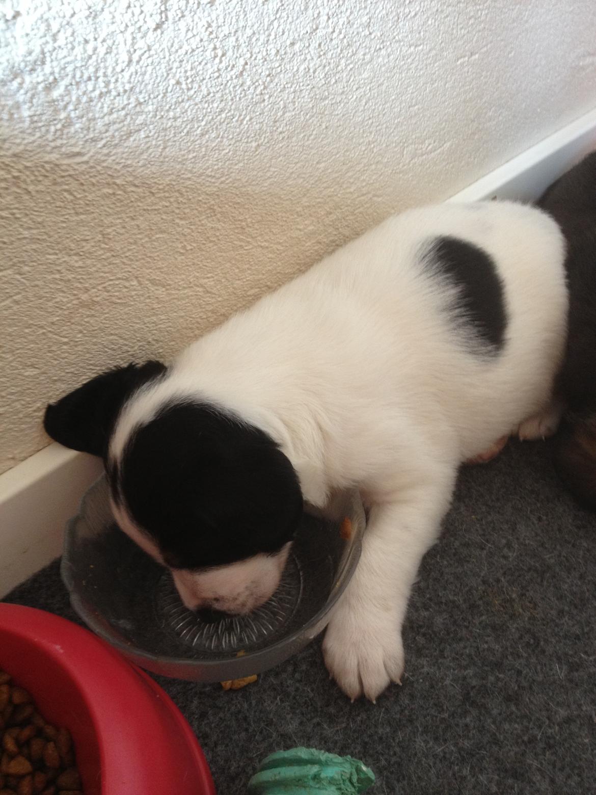 Blanding af racer Bernhart billede 10