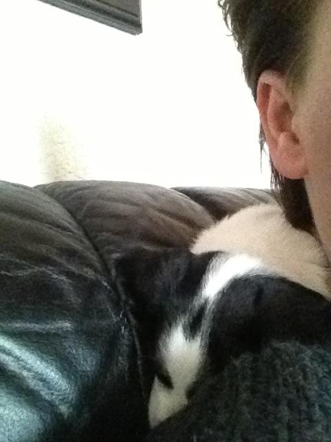 Blanding af racer Bernhart billede 11