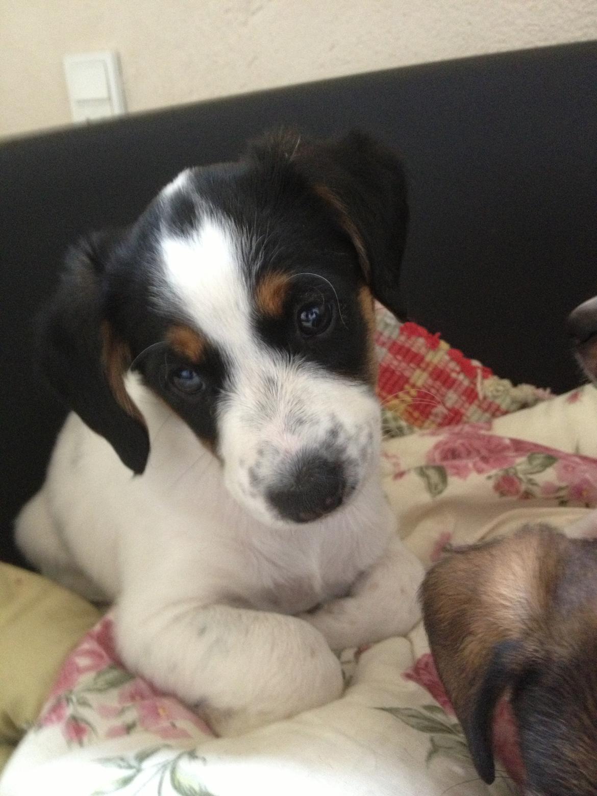 Blanding af racer Bernhart billede 13