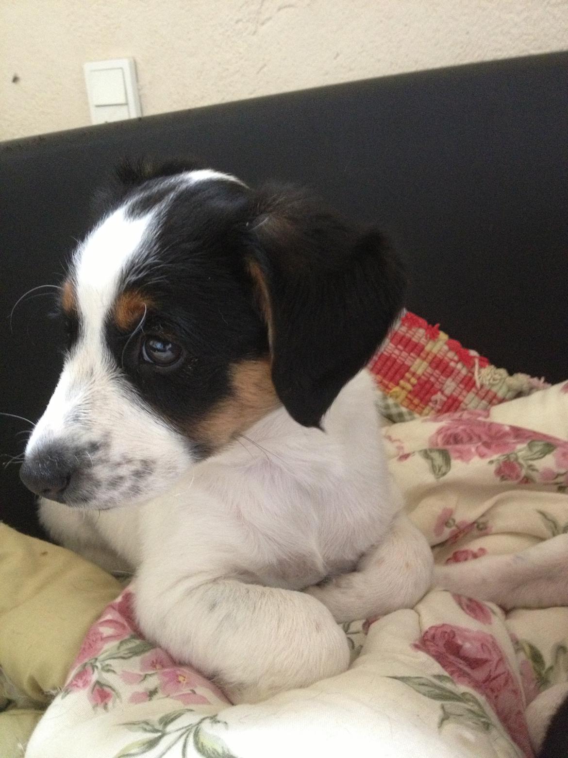 Blanding af racer Bernhart billede 14